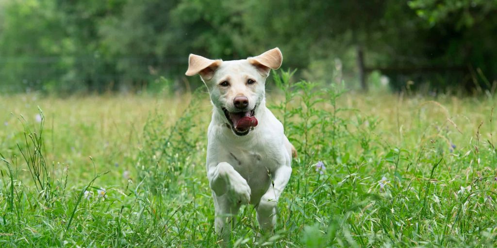 Pet portrait of a yellow lab running happily through a field in Round Top, Texas